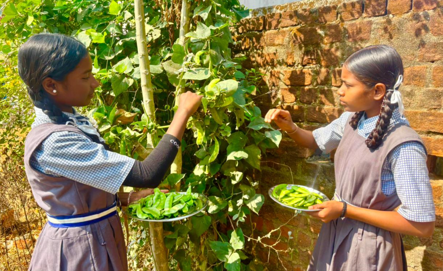 Surajpur School Kitchen Garden Initiative