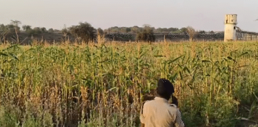 Opium Cultivation Durg