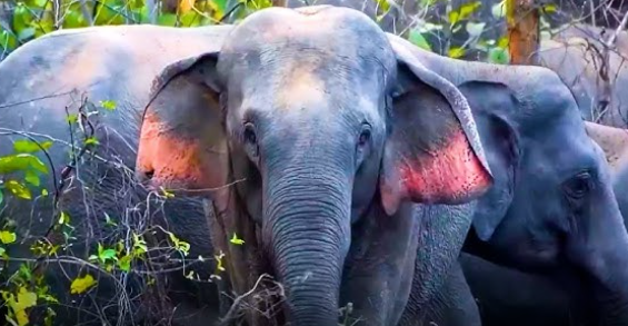 Jashpur Elephant Rescue