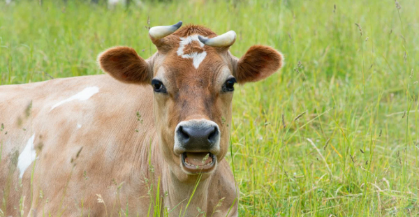 Bilaspur News - Afzal Ali Instagram Post Cow Controversy