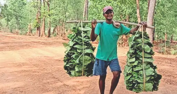 Tendu leaf scheme के तहत बलरामपुर में तेंदूपत्ता संग्रह करते ग्रामीण