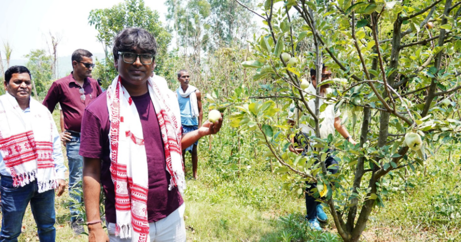 Jashpur Apple Farming orchard and farmers harvesting apples in Chhattisgarh