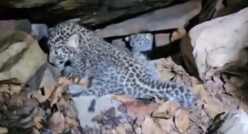 Bastar Leopard Rescue में 48 घंटे बाद सफलता
